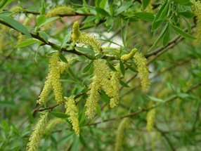 Salix alba_kumpfmüller