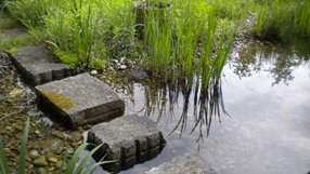 Trittsteine-im-Schwimmteich