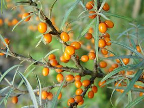 Hippophae rhamnoides_Lugmair