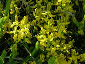 Genista germanica_kumpfmüller