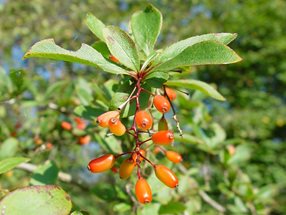 Berberis vulgaris_Lugmair