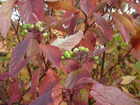 Cornus sanguinea_Kumpfmüller Büro