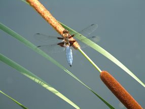 Plattbauch-Libelle_ Kumpfmüller