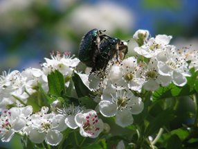 Rosenkäfer auf Weßdorn_Kumpfmüller