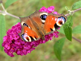 Tagpfauenauge auf Buddleja_Luger