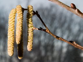 Corylus avellana_Hloch