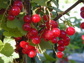 Ribes rubrum_Kumpfmüller Büro