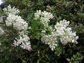 Ligustrum vulgare_kumpfmüller