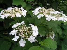 Viburnum opolus_Kumpfmüller Büro