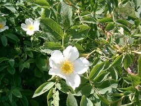 Rosa tomentosa_Lugmair