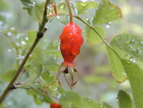 Rosa pendulina1_kumpfmüller